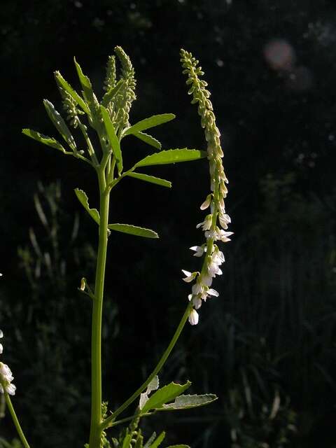Image of Sweet Clover