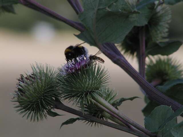 Image of burdock