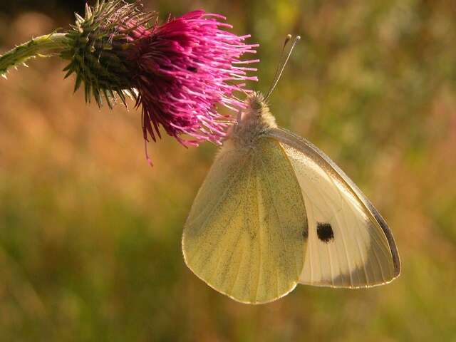 Image of Garden Whites