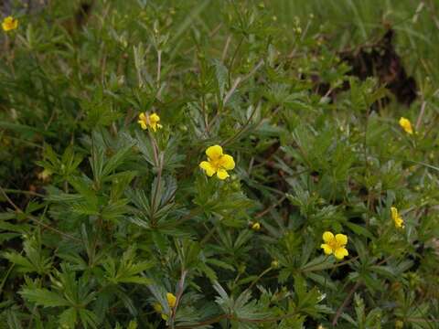 Image of cinquefoil