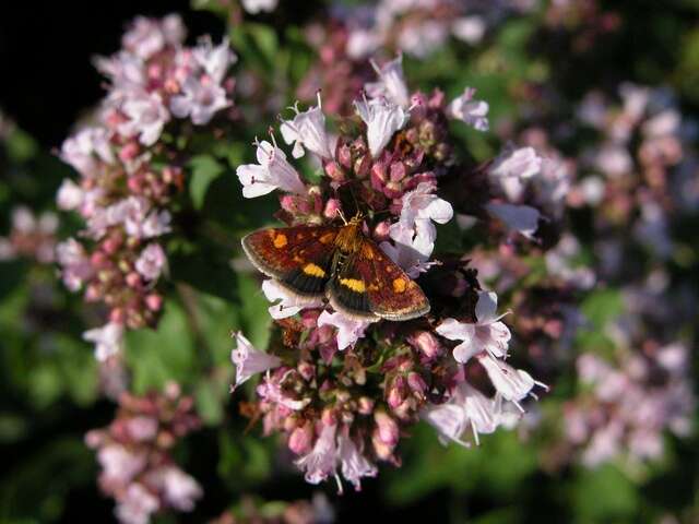 Image of Pyrausta