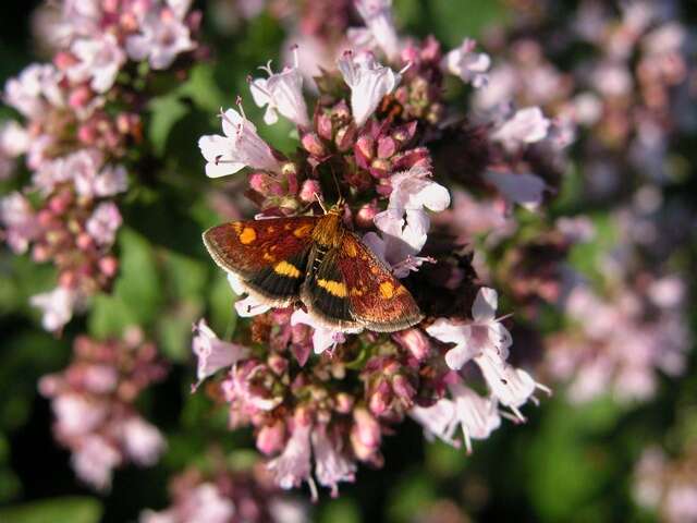 Image of Pyrausta