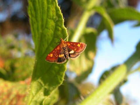 Image of Pyrausta