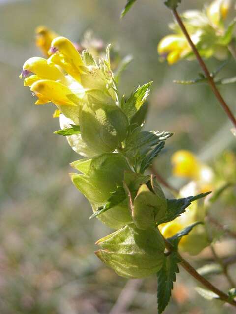 Image of Rhinanthus serotinus subsp. serotinus