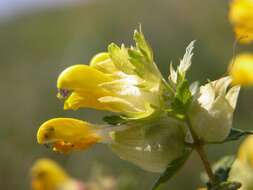 Image of Rhinanthus serotinus subsp. serotinus