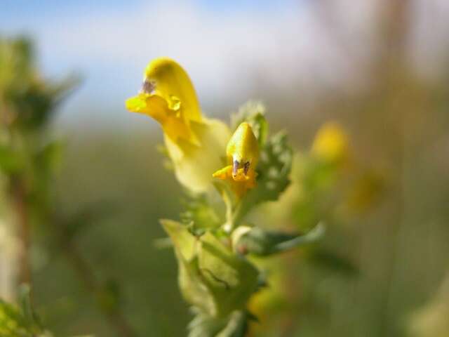 Image of Rhinanthus serotinus subsp. serotinus