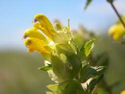 Image of Rhinanthus serotinus subsp. serotinus