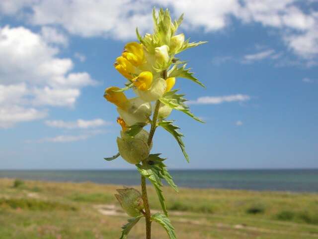 Image of Rhinanthus serotinus subsp. serotinus