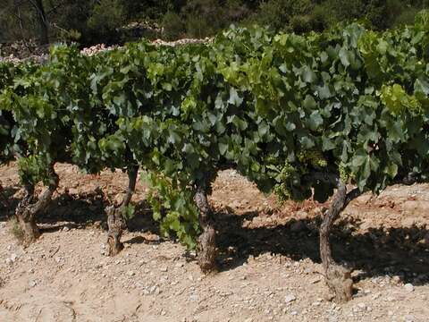 Image de Vitis