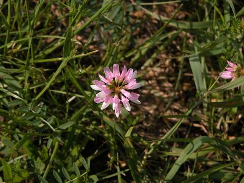 Image of crownvetch