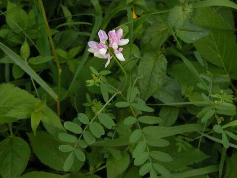 Image of crownvetch