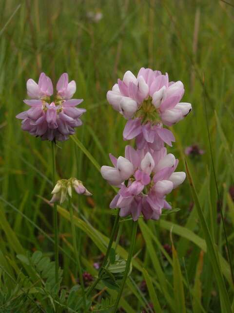 Image of crownvetch