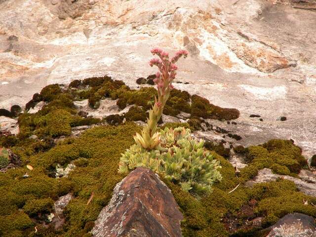 Imagem de Sempervivum