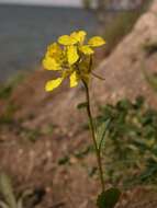 Image of mustard