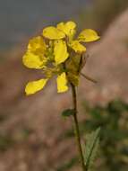 Image of mustard