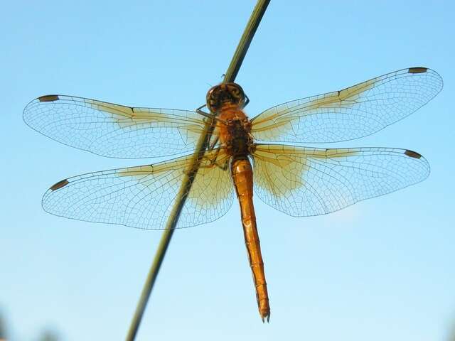 Image of Sympetrum Newman 1833