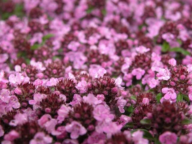 Image of Thymus citriodorus (Pers.) Schreb.