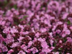 Image of Thymus citriodorus (Pers.) Schreb.