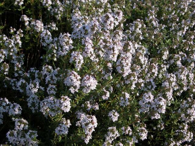 Image of thyme