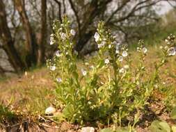 Plancia ëd Veronica serpyllifolia L.