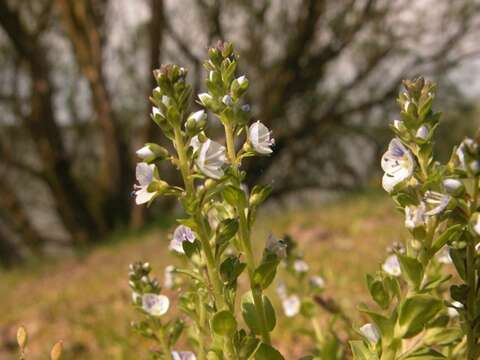 Image of thymeleaf speedwell