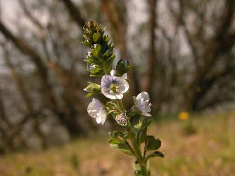 Image of thymeleaf speedwell
