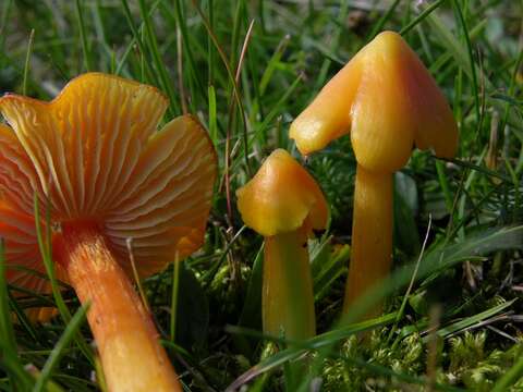 Plancia ëd Hygrocybe acutoconica (Clem.) Singer 1951