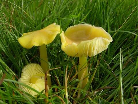 Hygrocybe resmi