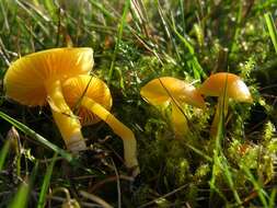 Hygrocybe resmi