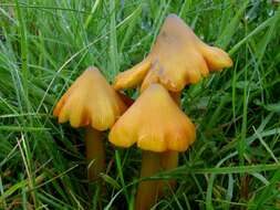 Image of waxcaps (fungi)