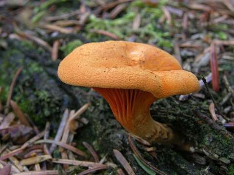 Image de Hygrophoropsidaceae