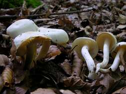 Слика од Hygrophorus discoxanthus (Fr.) Rea 1908