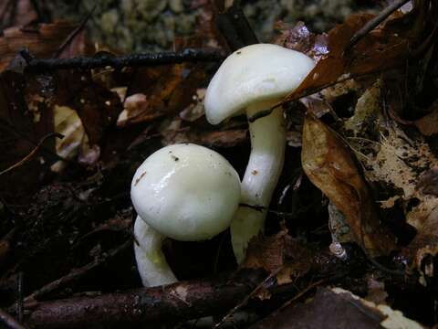 Image of Hygrophorus