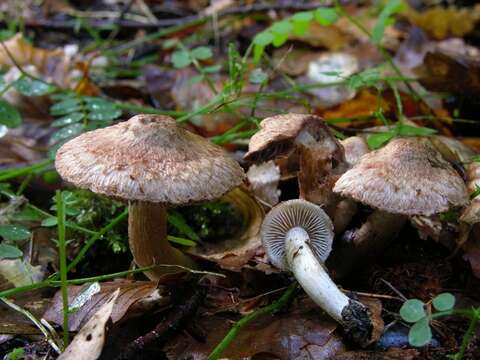 Imagem de Inocybe bongardii (Weinm.) Quél. 1872