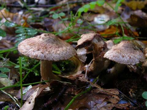 Image of Inocybe bongardii (Weinm.) Quél. 1872