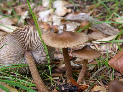 Inocybe napipes J. E. Lange 1917的圖片