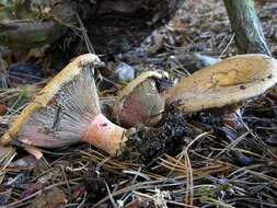 Image of Milk Cap Mushrooms