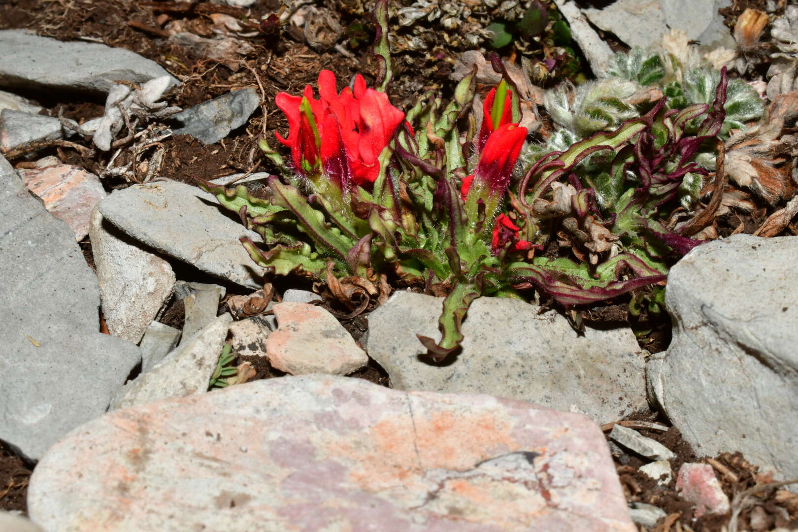 Image of Castilleja bella Standley