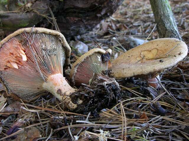 Image of Milk Cap Mushrooms