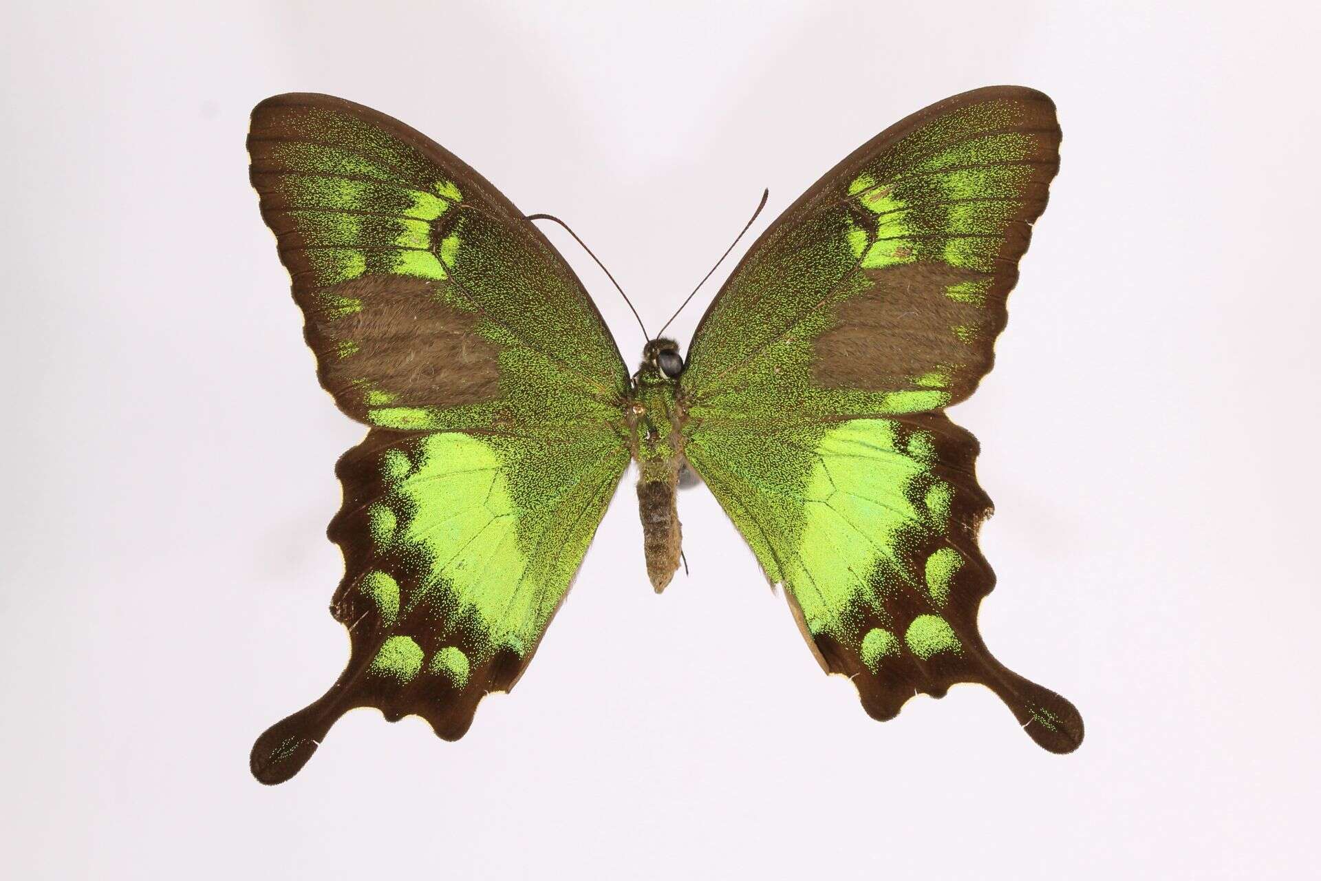 Image of Papilio neumoegeni Honrath 1890