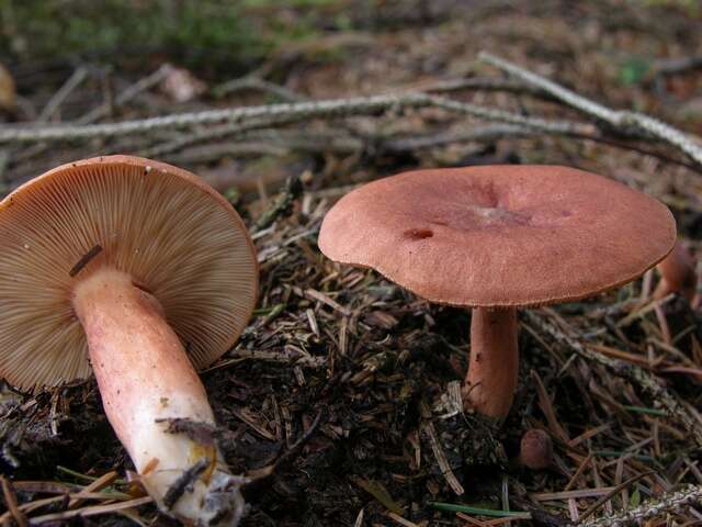 Image of Milk Cap Mushrooms