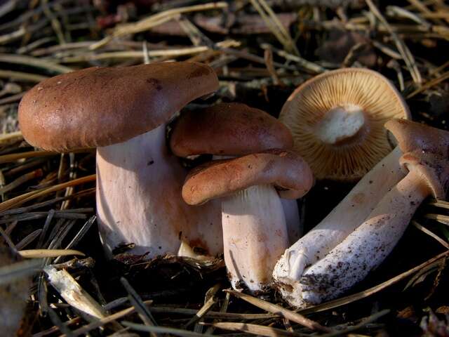 Image of Milk Cap Mushrooms