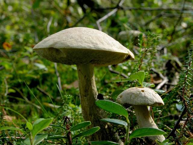 Image of Leccinum