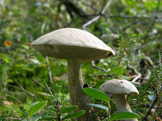 Image of Leccinum