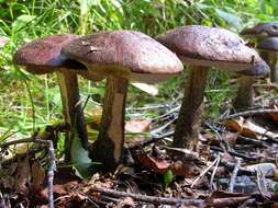 Image of Leccinum