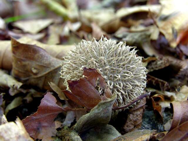 Image of Lycoperdon