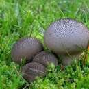 Image of Lycoperdon nigrescens Pers. 1794