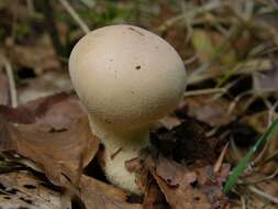 Image of Lycoperdon