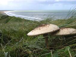 Image of Macrolepiota