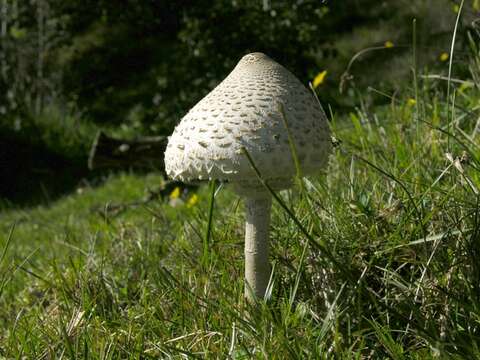 Слика од Macrolepiota